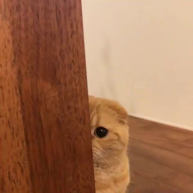 a cat is peeking out from behind a wooden corner .