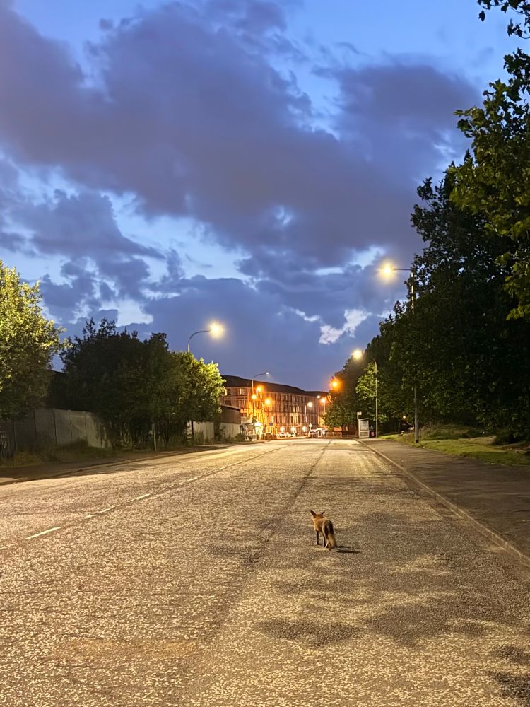 a red fox scurries off into the distance on a very wide empty road, under a cloudy but surprisingly bright evening sky