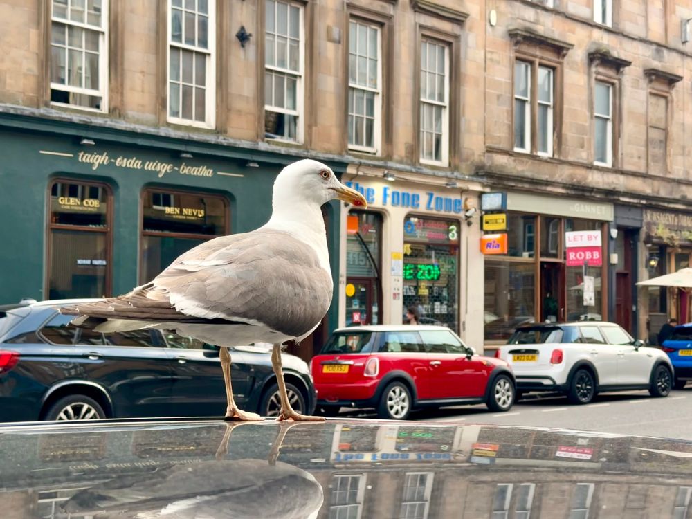 A seagull is standing pensively on top of a car with its bird legs and chonky butt reflected in the shiny metal. In the background you can see world-famous establishments like “The Fone Zone”, a fancy-looking restaurant, and an empty shop unit