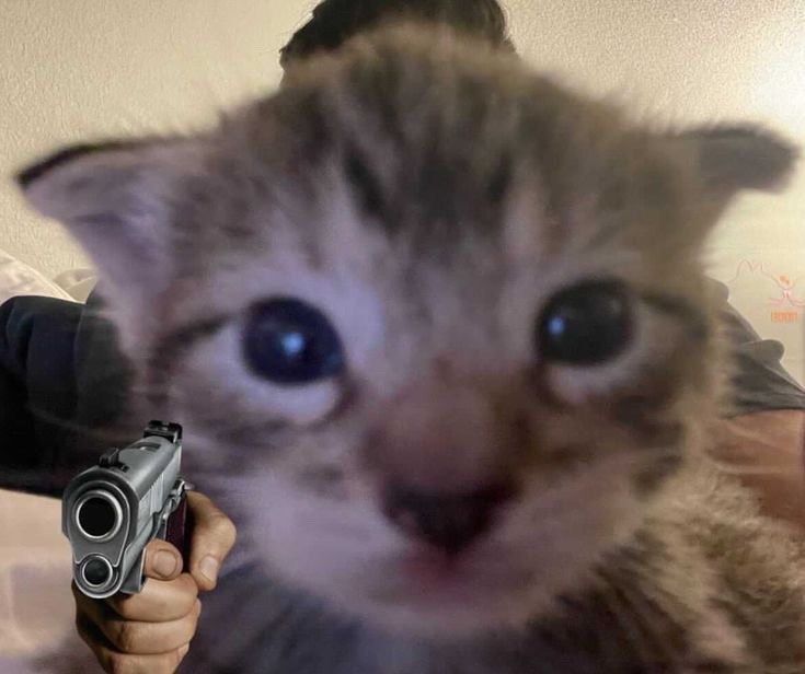 Cat with a gun meme