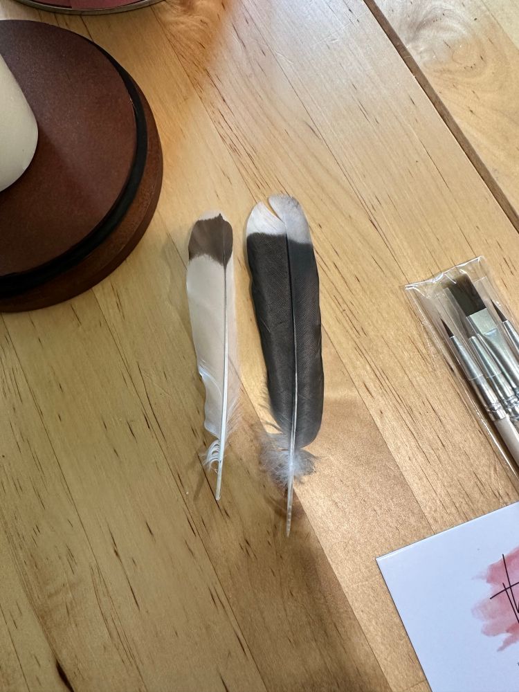Two feathers on a wooden table. One is mostly white with a small black/ grey tip. The other is mostly black, with a smaller white tip. 