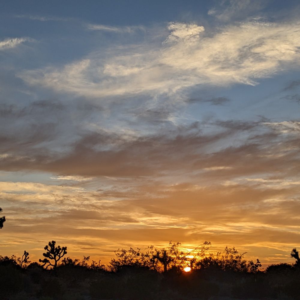 A golden Mojave Desert sunset with silhouettes of Joshua Trees and creosote bushes.