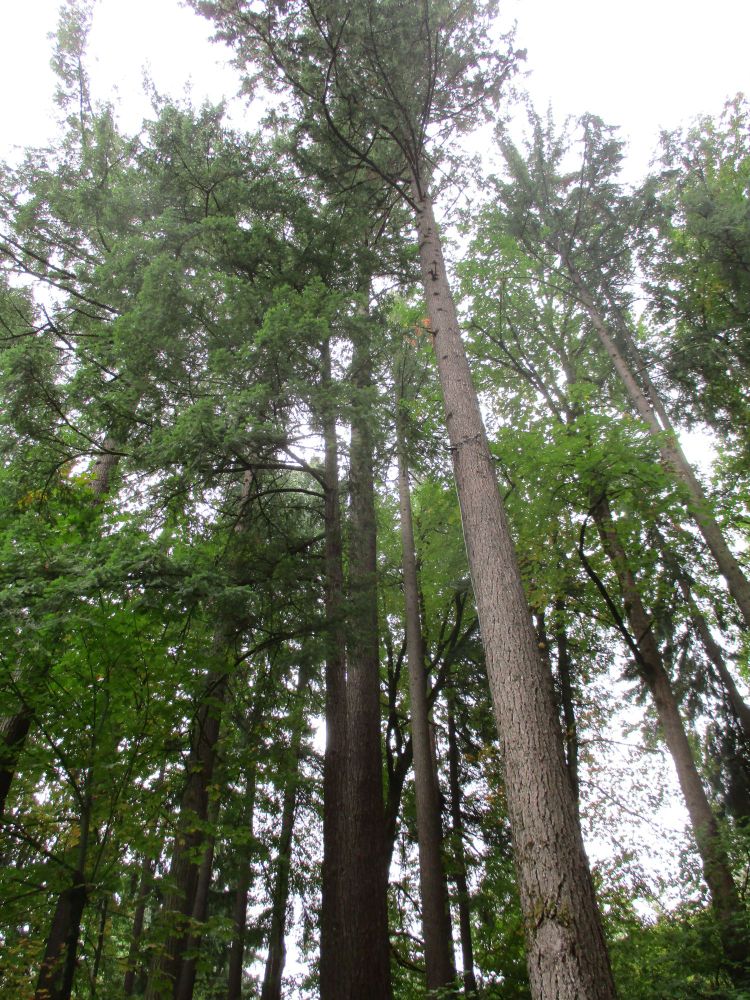 Forest trees in the Japanese Garden
