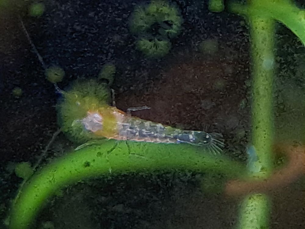 A clearbodied newborn cherry shrimp on aquarium glass with small spots of algae distorting the image.