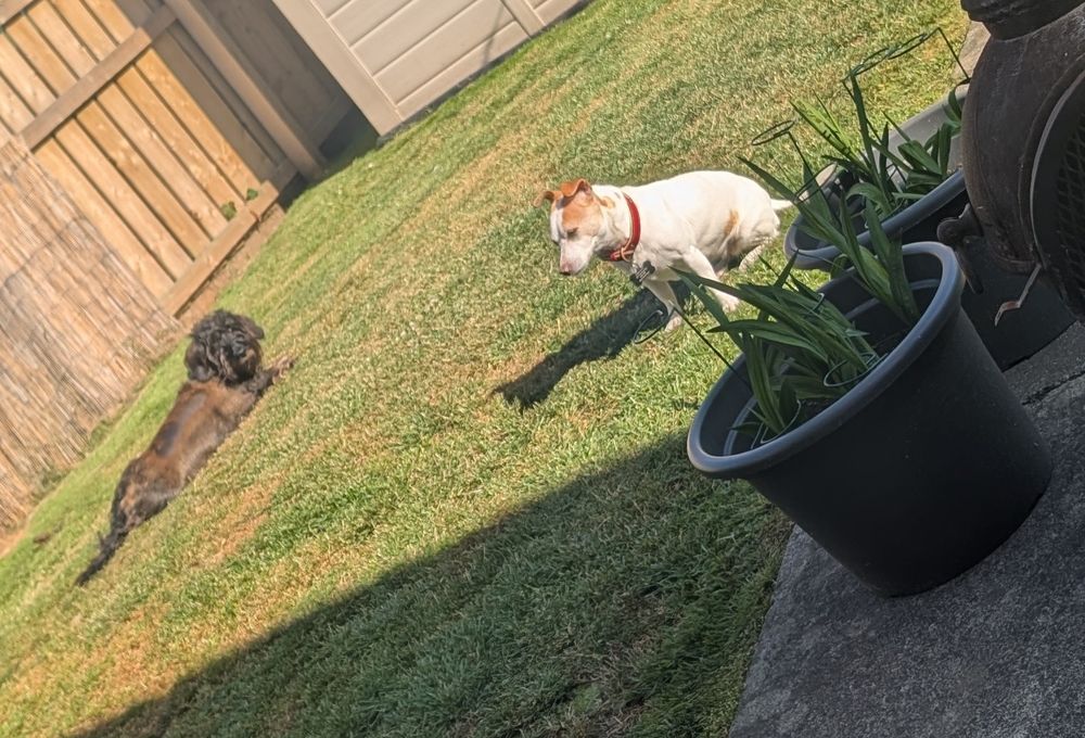 A patch of grass with two dogs sitting on it. One dog is black and brown and one is white.