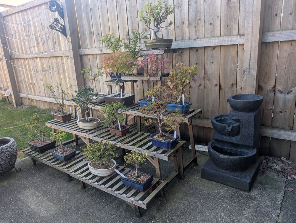 A 5 tiered wooden rack with bonsai trees displayed on it next to a grey water feature 