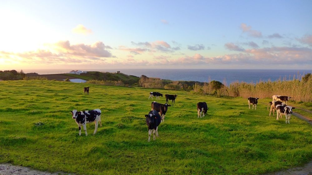 The picture shows a pasture on which some black and white young cows of the Friesian Holstein breed are grazing. The pasture is framed by giant reeds. In the background is a large white property with red roofs, a former farmhouse that has been renovated. Behind it, the Atlantic Ocean and a loose strip of cloud in the evening sunlight.