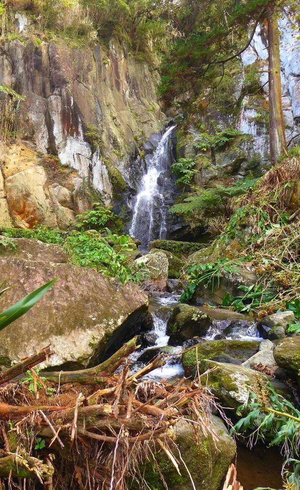 The picture shows a narrow waterfall in a rock face, surrounded by a wild landscape formed by storms and heavy rainfall, full of plants, overgrown rocks and an uprooted tree stump in the foreground.