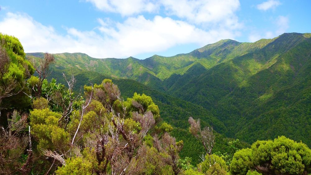 The image reveals a view of the eastern flanks of São Miguel's highest mountains. These are covered with Japanese cedar forests. Only the peaks are free of trees. The shadows of white clouds in the otherwise blue sky draw patterns in the mountain landscape. In the foreground is the endemic tree heath Erica azorica, locally called “Urze”.