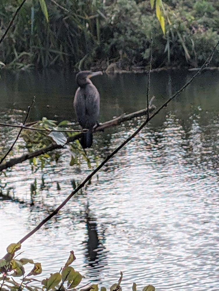 A young Cormorant, perched on a branch over a river.