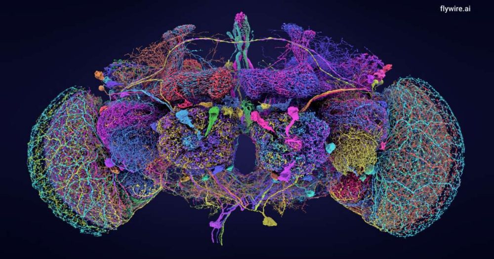 L’image du jour. Le cerveau de la drosophile entièrement cartographié en 3D