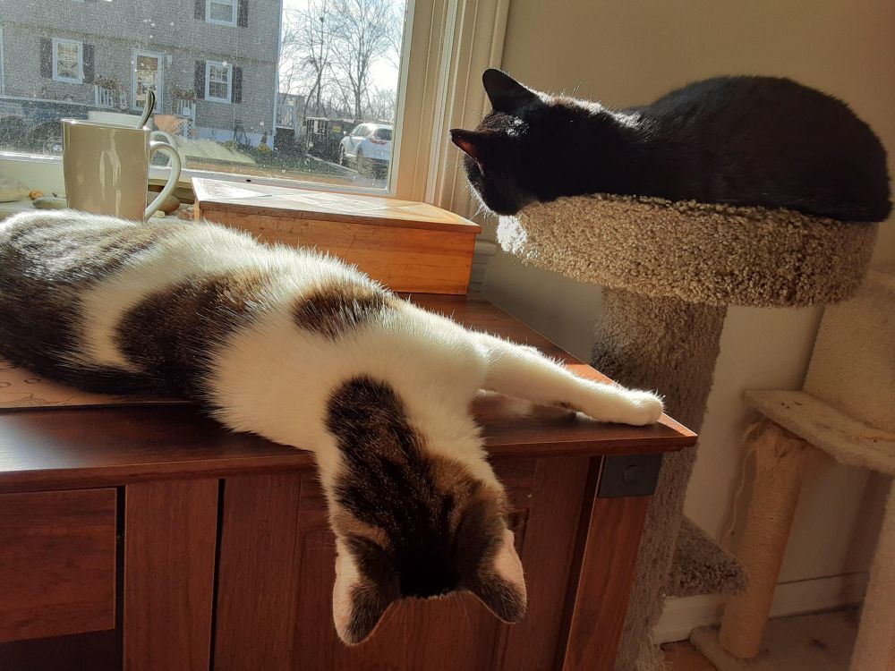 Picture of Tiramisu and Mr. Wesley. Wesley is looking out a window, Tiramisu is drooping over the side of a desk.