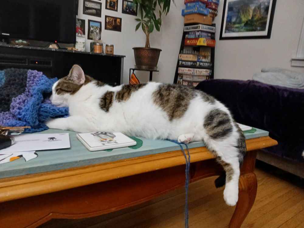 Tiramisu with her nose buried in some knitting project