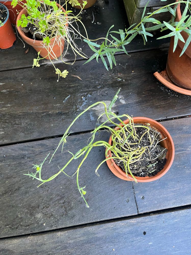 Terracottapot op terras met wat onbestemd, kaalgevreten groen erin.