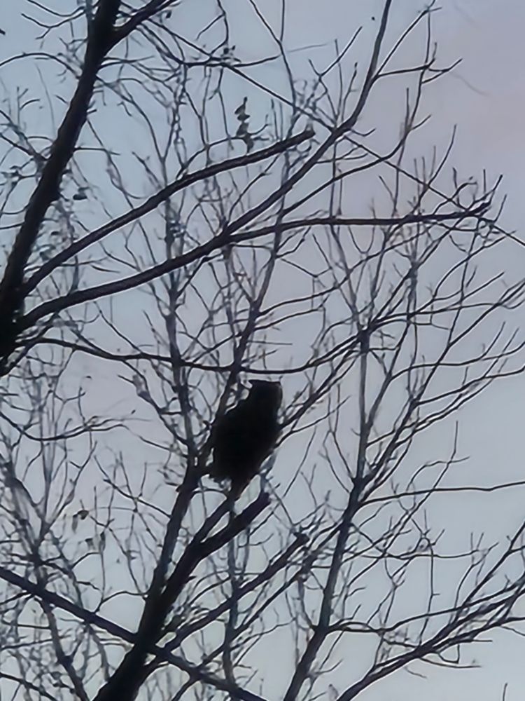 Silhouette of an owl perched in a tree