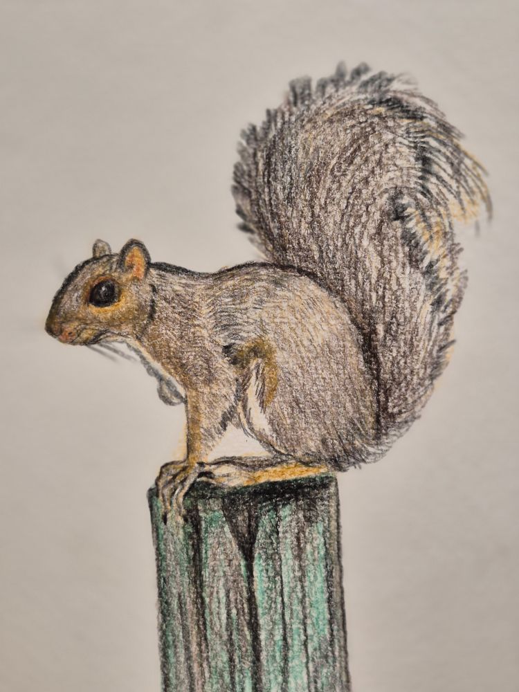 Colored pencil drawing of a squirrel 