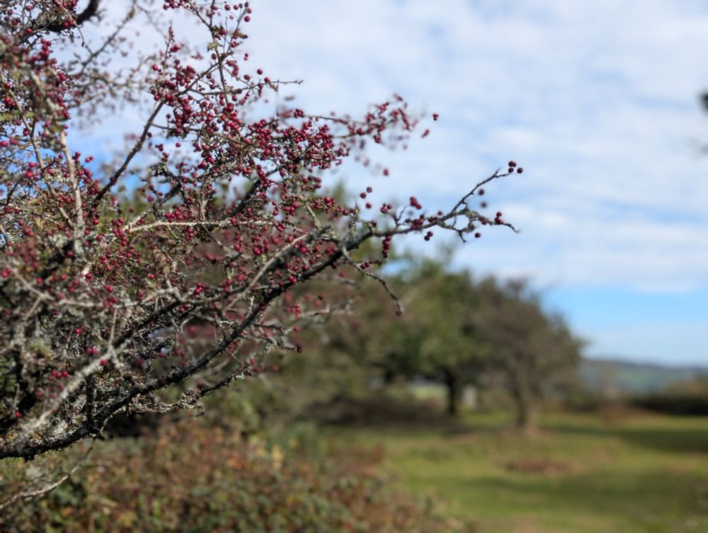 Hawthorn berries foreground, oaks background, Dartmoor, Devon 