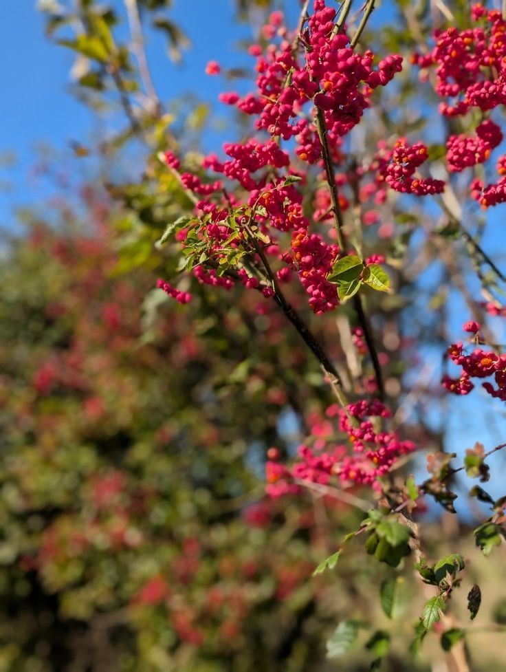 Spindle and hawthorn berries, hedgerow 
