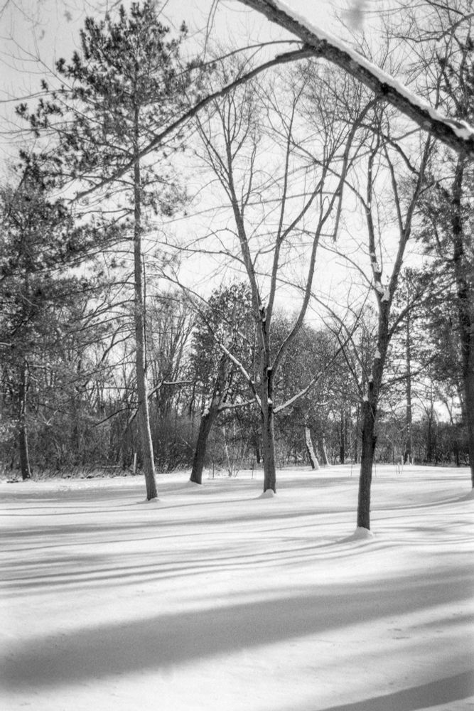 A black and white winter scene of a snow-covered field with several narrow trees. The trees’ shadows are long and horizontal across the bottom third of the image. 
