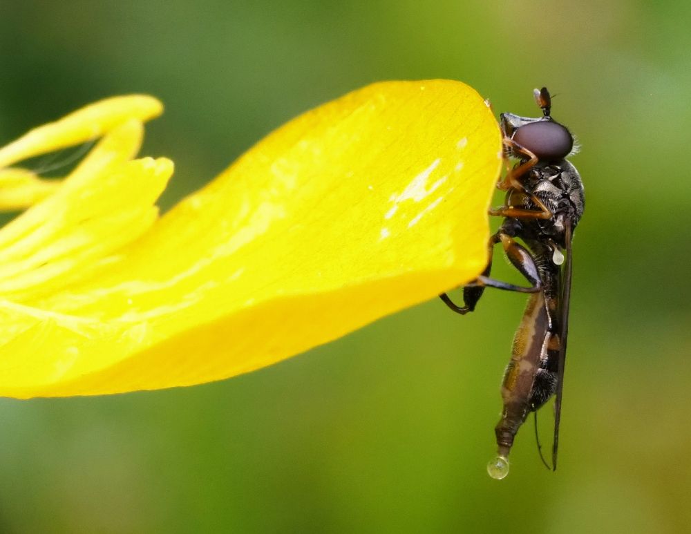 Hoverfly Neaoscia podagrica hanging off the edge of a Creeping Butterfly petal.