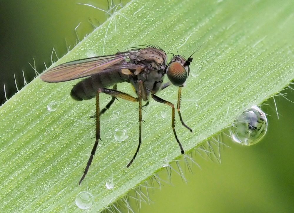 Sympycnus pulicarius...a tiny, long-legged doli, the male with some short bristles on the fore tibiae