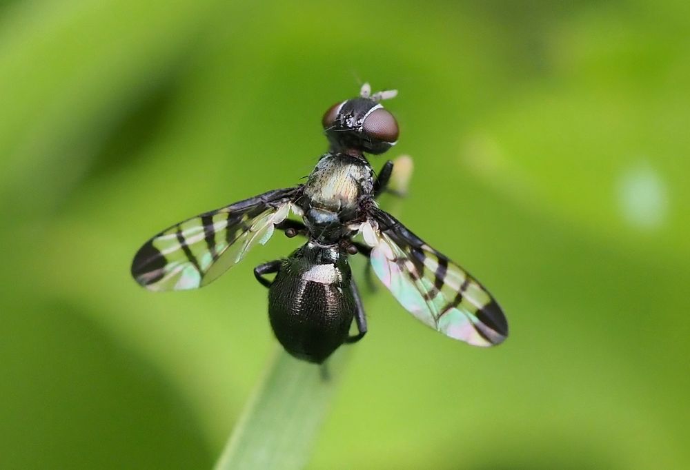 Rivellia syngenesiae (Platystomatidae)...an attractive signal fly which wing-waves constantly.