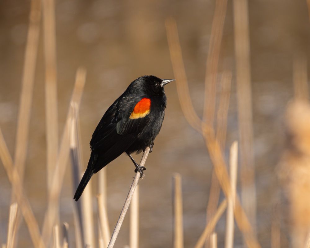 Red-winged Blackbird perches on the end of a cattail stalk