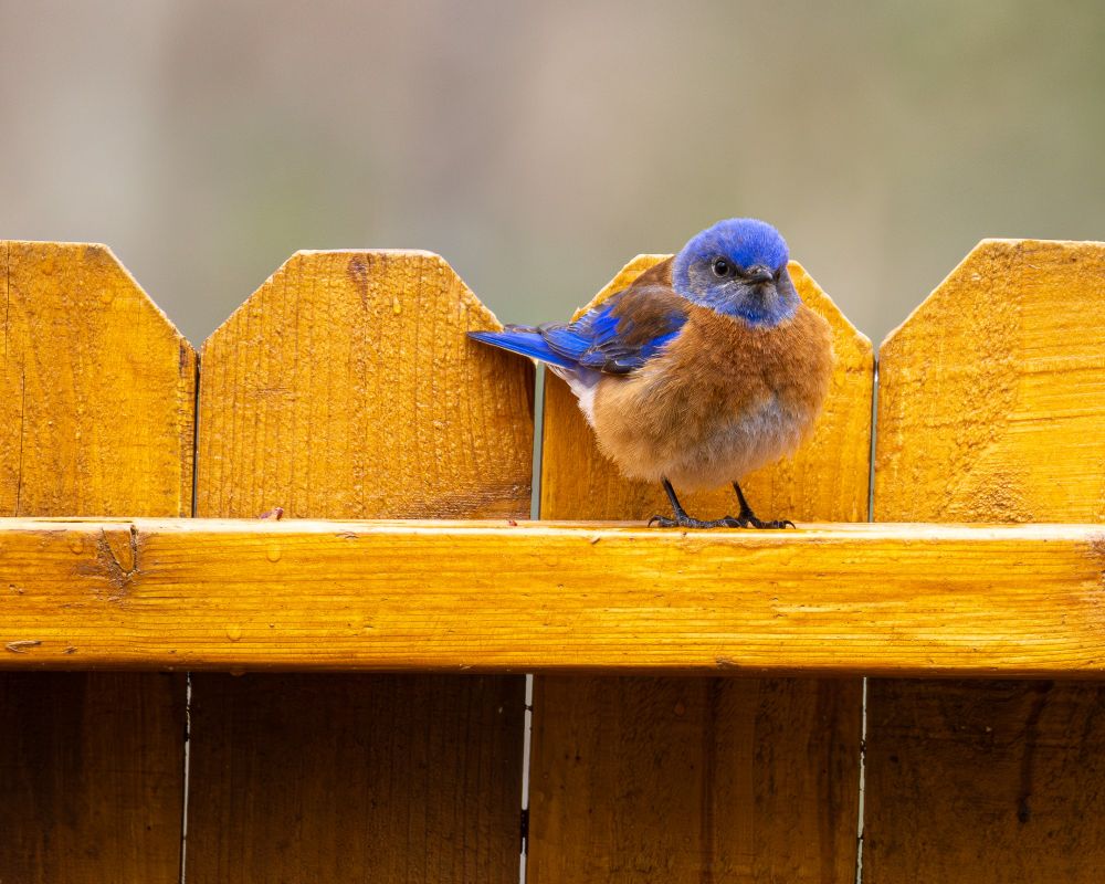 male Western Bluebird with orange chest and back, and bright blue head and wings, sitting on an orange fence