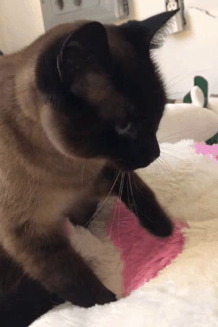 a siamese cat laying on a white blanket