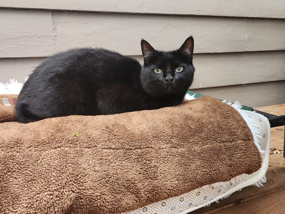 Cute black cat in a dog bed.