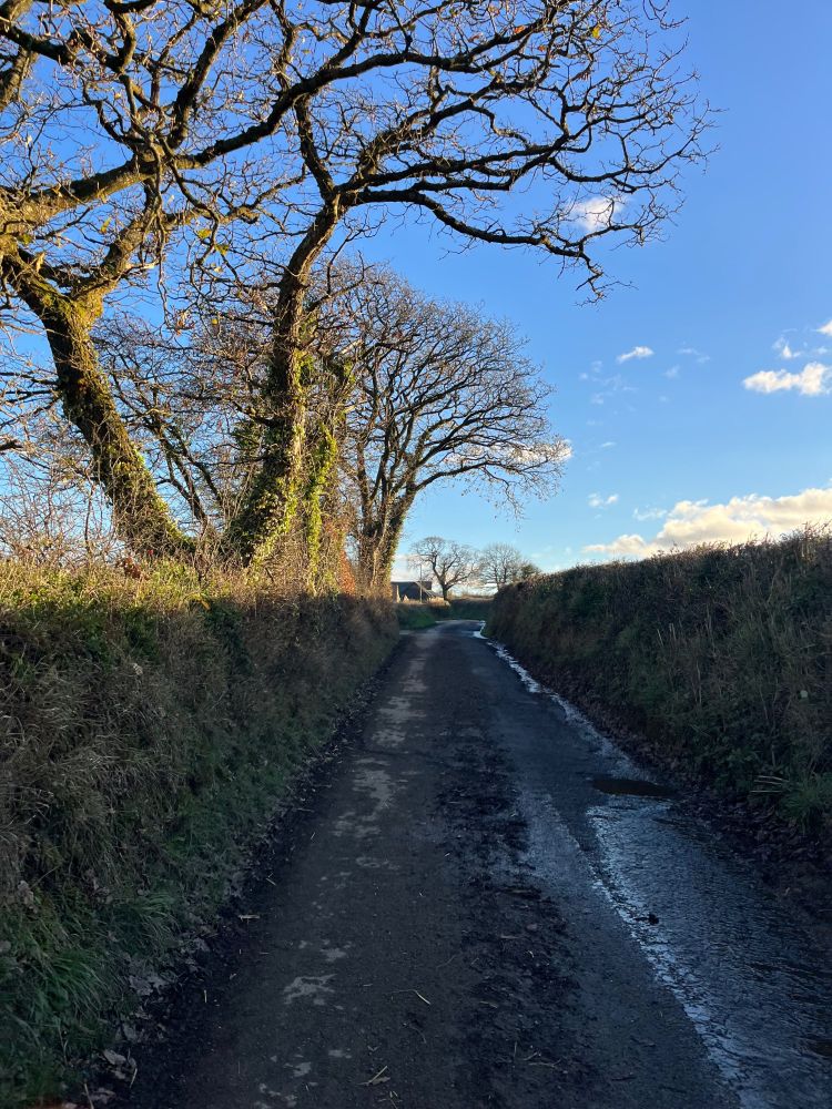 A typical Dartmoor lane. This one's a biggie - almost a car and a half wide