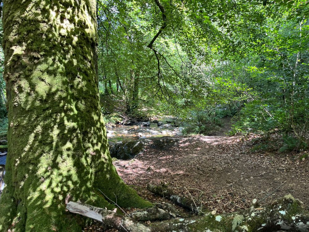 Glorious shadows under the trees