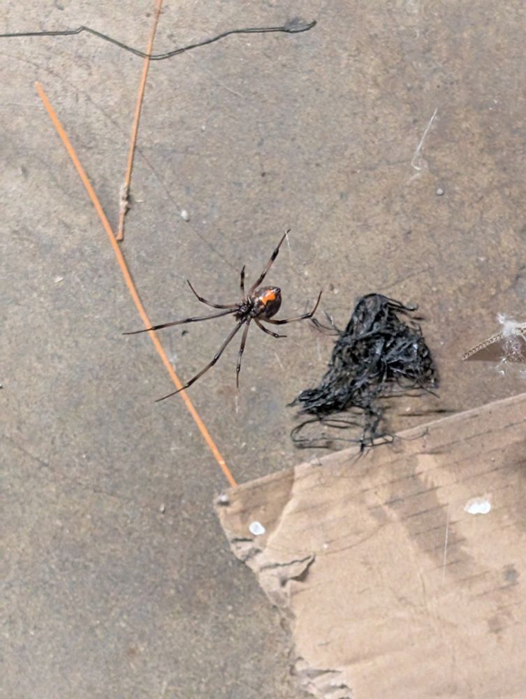 Large black window spider