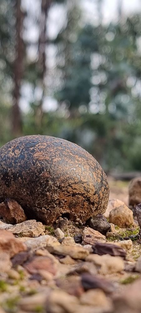 A round puffball fungus on gravel in the woods 