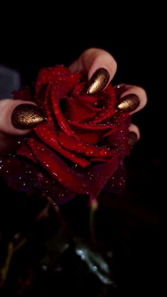 A dark red rose with raindrops shining in low light.  A hand with gold snakeskin nails wraps round the petals. The background is black. 