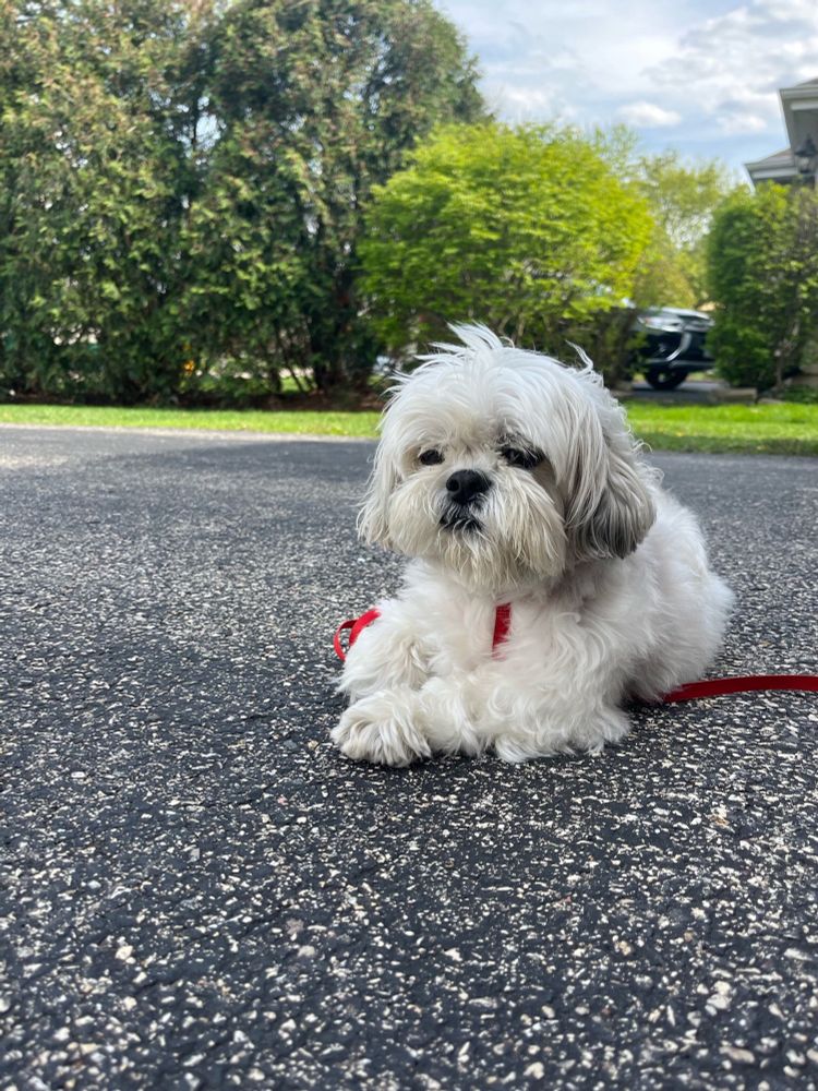 Our sweet little Shih Tzu-Maltese on a red leash relaxing on the driveway with vibrant green trees and grass in the background 