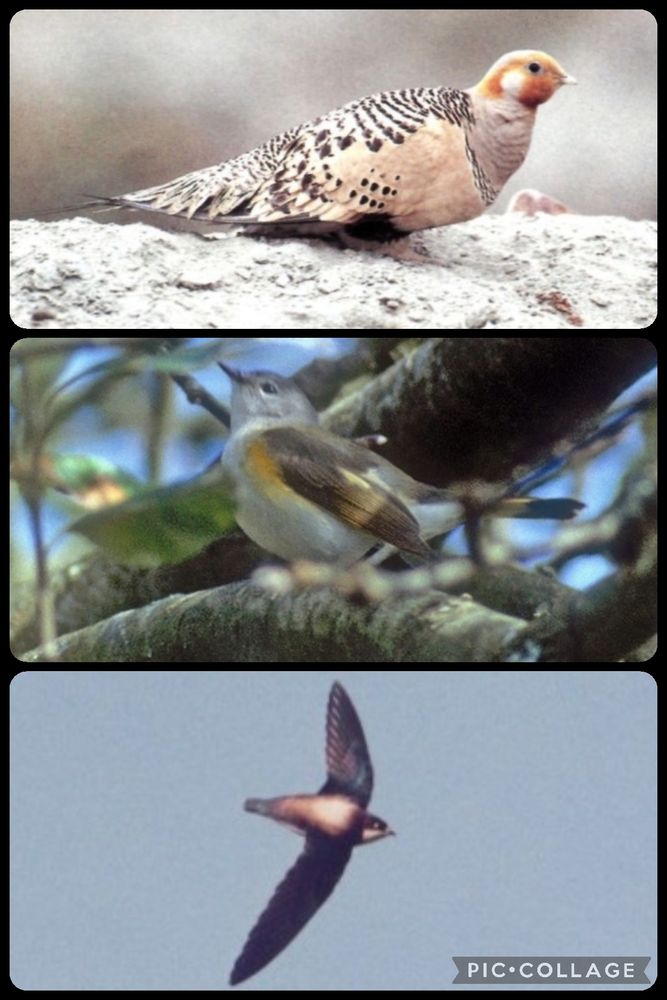 The Shetland Pallas's Sandgrouse from spring 1990, the Kendijack American Redstart of autumn 1983 & the Orkney White-throated Needletail of spring 1988. 

All these, and more, below...
Enjoy! 

#blastfromthepast