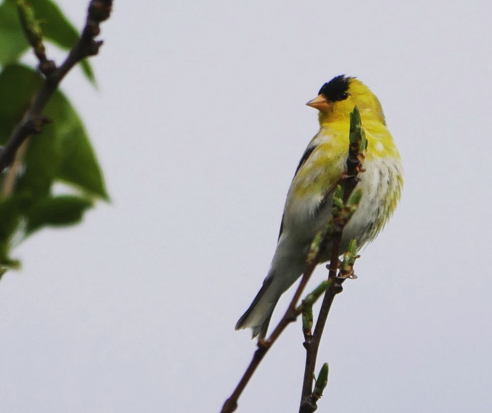 An American gold finch, perched in ¾ view on a bare branch