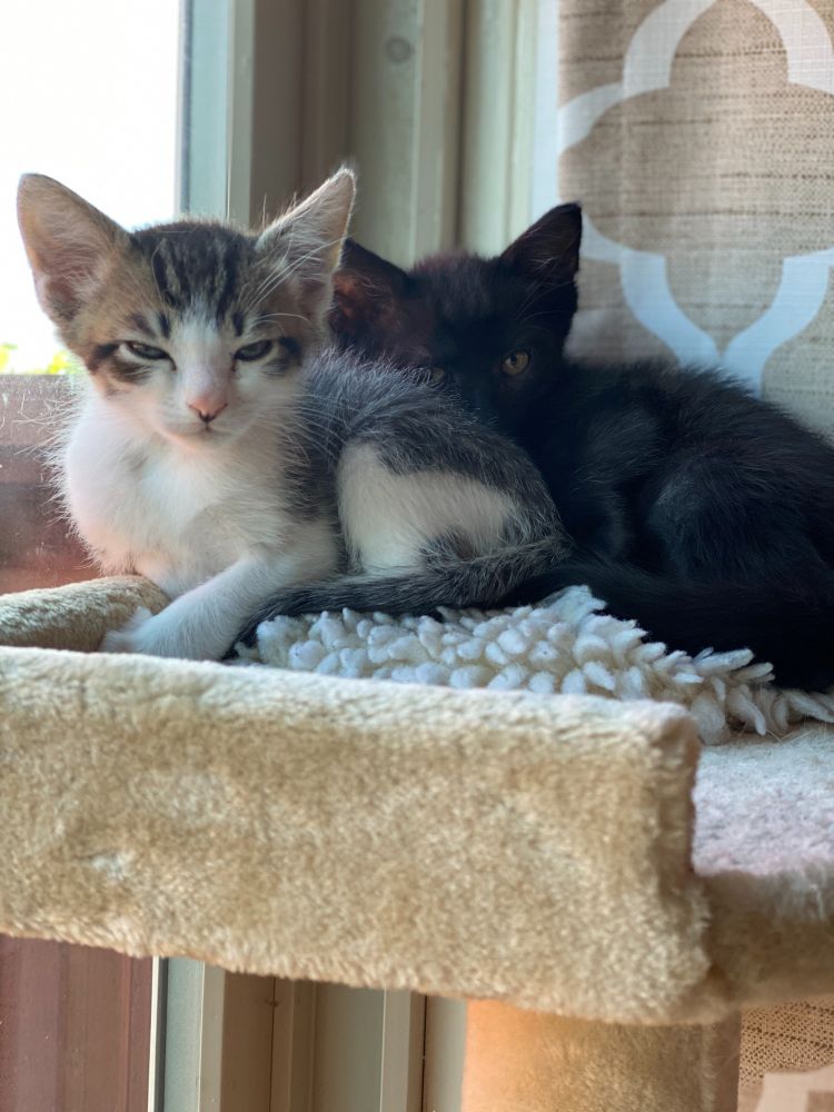 six week old kittens, gray/white and black, in cat tree