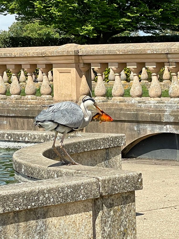 A grey heron on the edge of a boating lake, with an orange koi carp in its beak. 