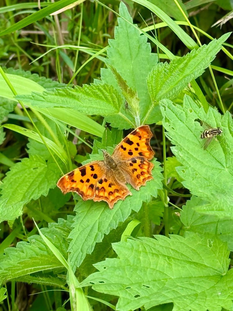A bright orange comma butterfly on some vibrant green nettles, with a yellow and black striped hoverfly. 
