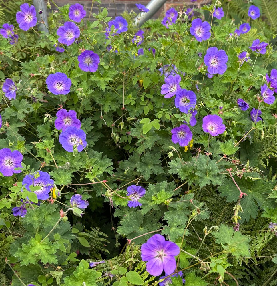 A mass of purple geranium flowers against a sea of green leaves. 