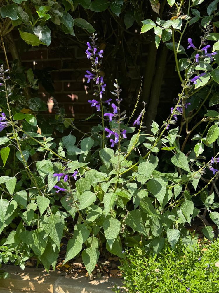 A purple salvia in a sea of green leaves. 