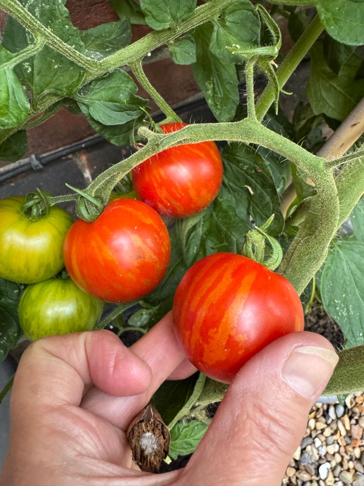 Three ripe and two unripe striped tomatoes on the vine. 