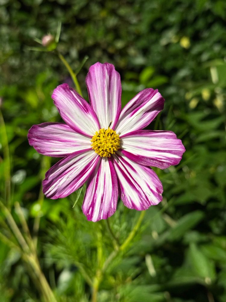A pink and white cosmos flower, photographed at night, with blurred green foliage in the background. 