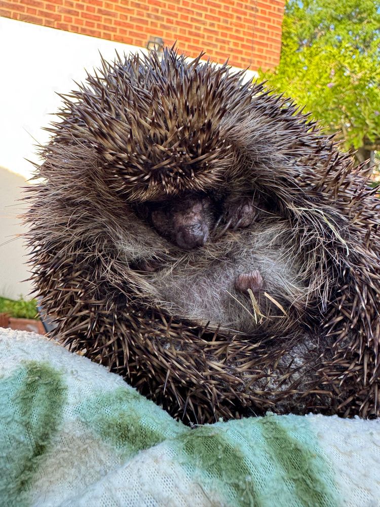 A half-curled up hedgehog being held for the camera before being released into a hedgehog house in the garden. 