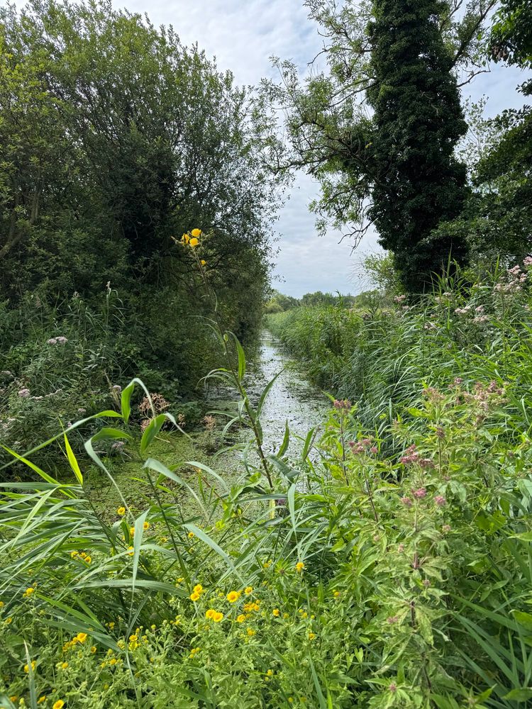 A view of a river with trees, reeds and yellow and pink flowers all around. 