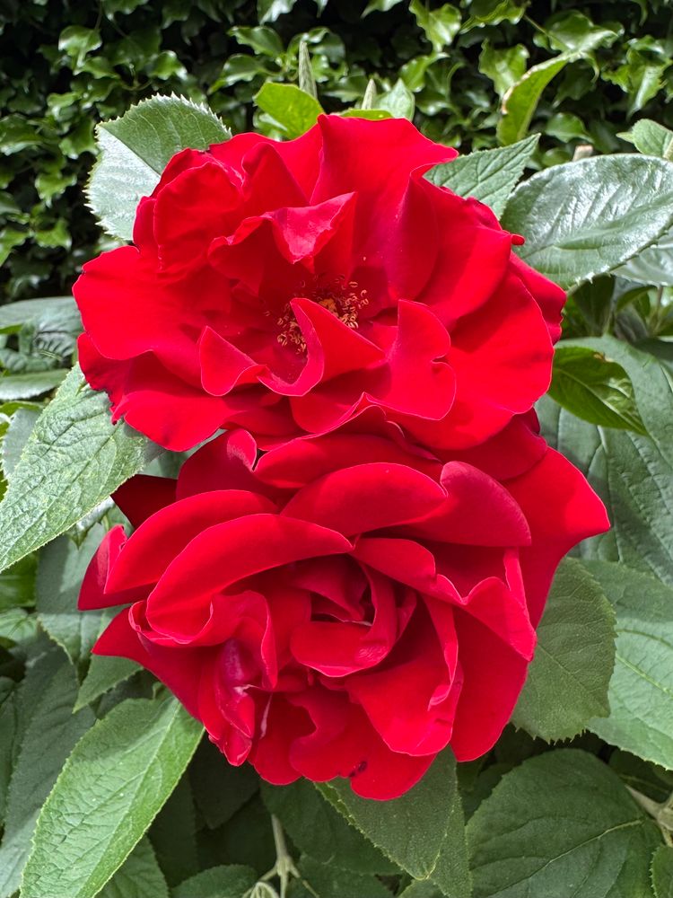 Two bright red roses in front of green leaves. 