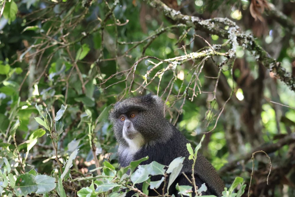 A blue monkey is looking down from a branch in the rainforest. 