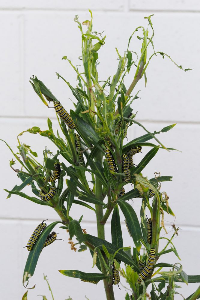 A swan plant absolutely riddled with monarch caterpillars, ranging from quite large to so small I can barely see them.